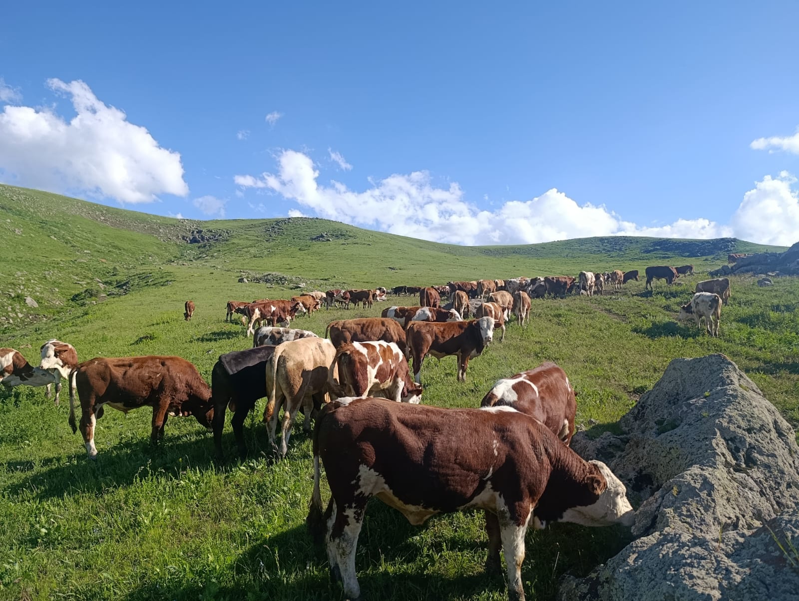 Açık alanda hayvanlar
