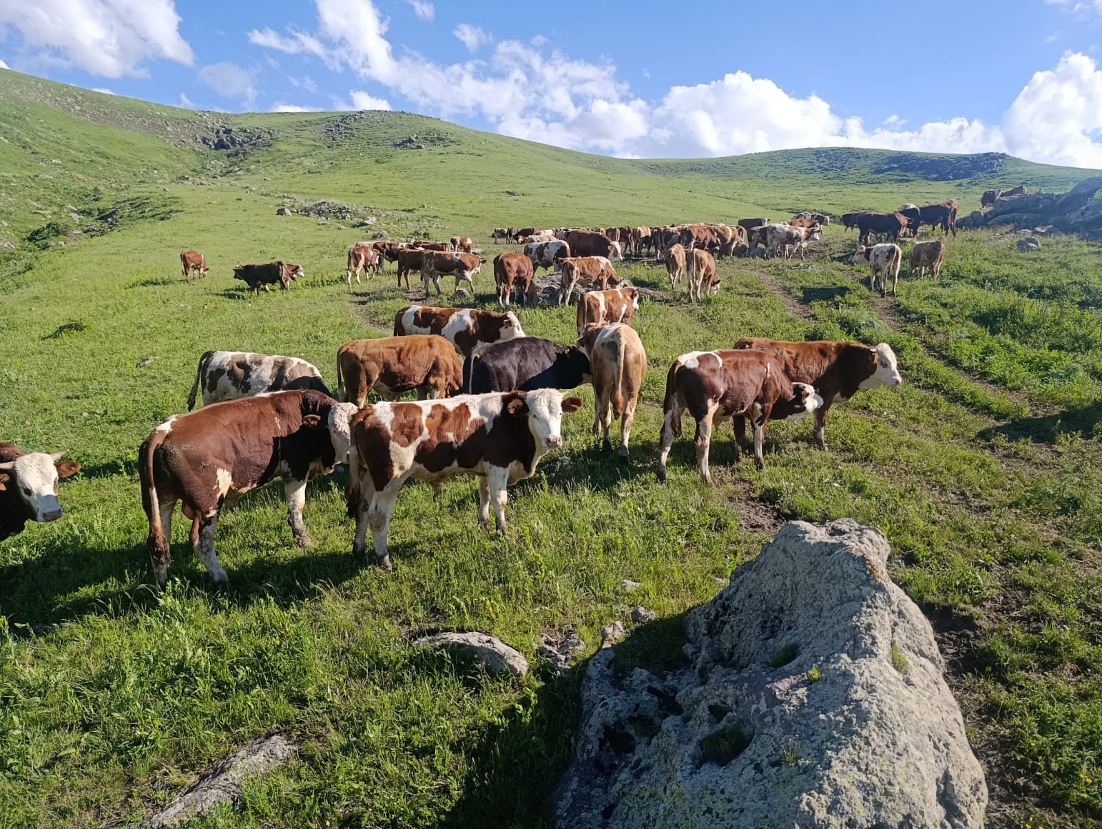 Merada ve açık alanda bulunan büyükbaş hayvanlar